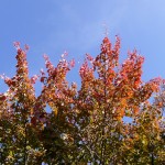 L'automne dans le square Louis Majorelle, Paris 11e (75)