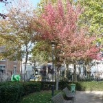 L'automne dans le square Louis Majorelle, Paris 11e (75)