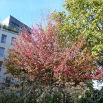 L'automne dans le square Louis Majorelle, Paris 11e (75)