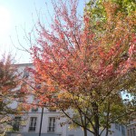 L'automne dans le square Louis Majorelle, Paris 11e (75)