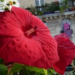 Hibiscus 'Fireball' sur mon balcon en été, Paris 19e (75)