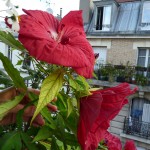 Hibiscus 'Fireball' sur mon balcon en été, Paris 19e (75)