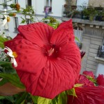 Hibiscus 'Fireball' sur mon balcon en été, Paris 19e (75)
