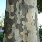 Écorce de platane commun (Platanus x acerifolia), quai Branly, Paris 7e (75)