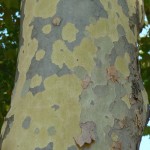 Écorce de platane commun (Platanus x acerifolia), quai Branly, Paris 7e (75)