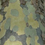 Écorce de platane commun (Platanus x acerifolia), quai Branly, Paris 7e (75)