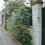 Mahonia dans la Villa de l'Ermitage en hiver Paris 20e (75)