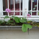 Jardinière avec bergénia, Villa de l'Ermitage en hiver Paris 20e (75)