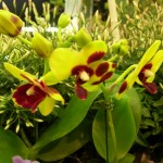 Orchidée bizarre