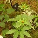 Plante bulbeuse bizarre à fleurs vertes