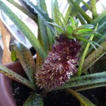 Plante bulbeuse bizarre