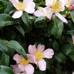 Arbuste persistant à floraison automnale dans Paris