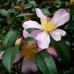 Arbuste persistant à floraison automnale