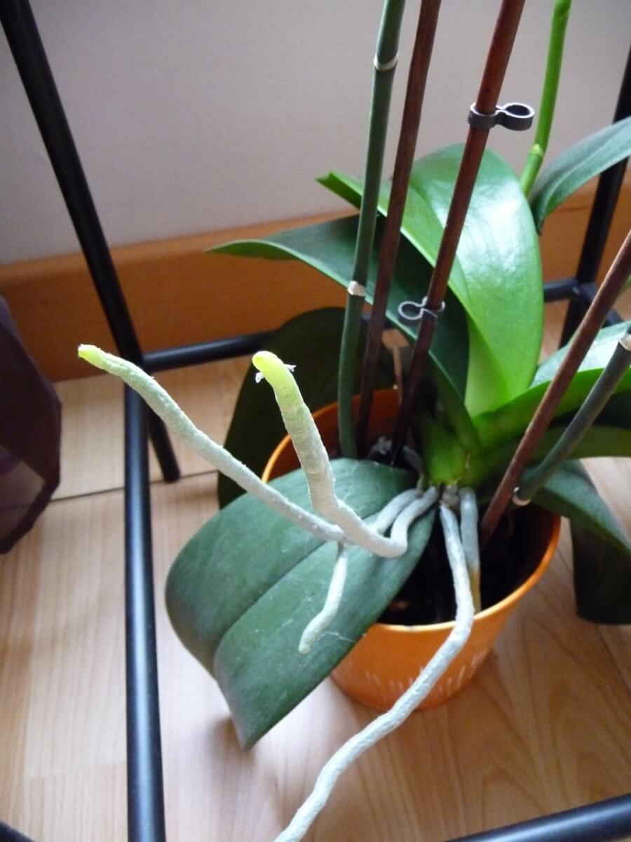 Comment observer les racines d'une orchidée