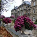 Fleurissement d'automne dans Paris