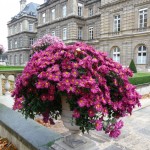 Fleurissement d'automne dans Paris