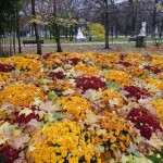 Fleurissement d'automne dans Paris