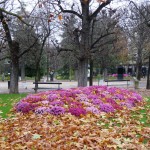 Fleurissement d'automne dans Paris