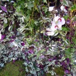 Orchidées et plantes d'intérieur sous bulle sur la place Colette