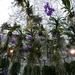Vanda et Phalaenospsis sous bulle sur la place Colette