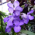 Orchidée et plantes d'intérieur sous bulle sur la place Colette