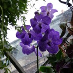 Orchidée et plantes d'intérieur dans une bulle sur la place Colette