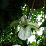 Orchidée et plantes d'intérieur sous bulle sur la place Colette
