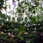 Des plantes d'intérieur mais sous bulle sur la place Colette