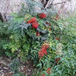 Arbuste persistant à fruits décoratifs