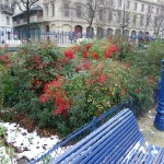 Arbuste persistant à fruits décoratifs