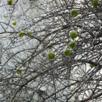 Oranger des osages, arbre à fruits décoratifs