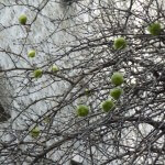 Oranger des osages, arbre à fruits décoratifs