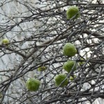 Oranger des osages, arbre à fruits décoratifs