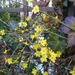 Plantes grimpantes sur tonnelle : jasmin d'hiver et lierre