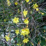 Jasmin d'hiver (Jasminum nudiflorum) sur tonnelle