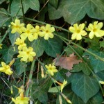 Plantes grimpantes sur tonnelle : lierre et jasmin d'hiver