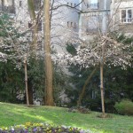 Prunus subhirtella 'Autumnalis', arbuste à floraison hivernale