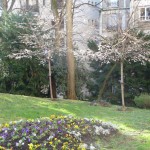 Prunus subhirtella 'Autumnalis', arbuste à floraison hivernale