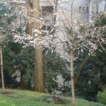 Prunus subhirtella 'Autumnalis', arbuste à floraison hivernale