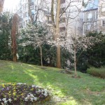 Prunus subhirtella 'Autumnalis', arbuste à floraison hivernale