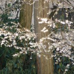 Prunus subhirtella 'Autumnalis', arbuste à floraison hivernale