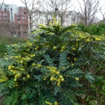 Arbustes persistants à floraison hivernale