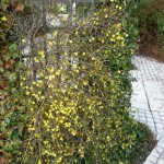 Jasmin d'hiver (Jasminum nudiflorum)