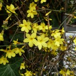 Jasmin d'hiver (Jasminum nudiflorum)