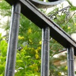 Arbre à fleurs : Acacia dealbata