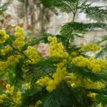 Arbre à fleurs : Acacia dealbata