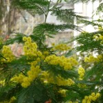 Arbre à fleurs : Acacia dealbata