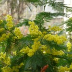 Arbre fleuri : Acacia dealbata