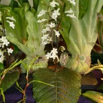 Streptocarpus à feuille unique, Édénia 2011, photo Alain Delavie