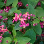 Arbuste à floraison printanière : Lonicera tatarica 'Arnold Red'